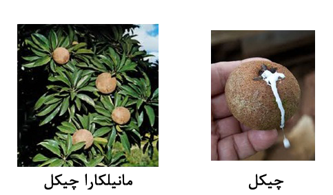 چیکل